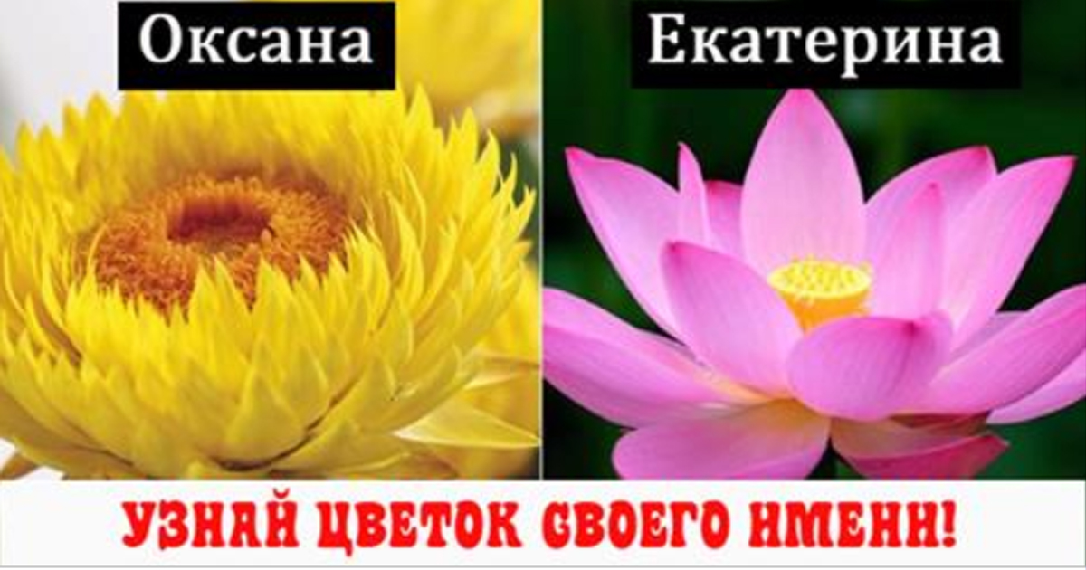Белый цветок лотоса Белый цветок лотоса